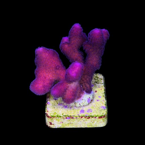 Stylophora Pink M
