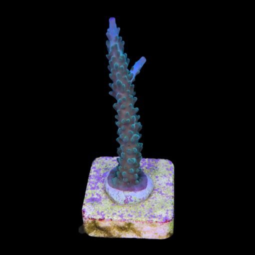 Tortuosa Turcoise M