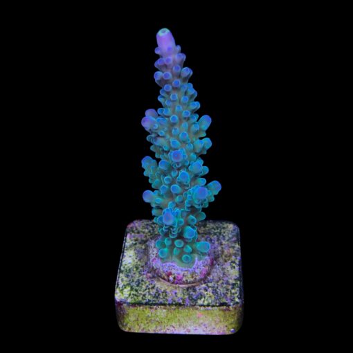 Blueberry M (Skuarosa)