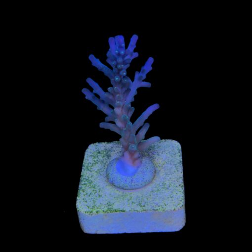 Caroliniana Purple Neon Polyps M