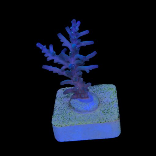 Caroliniana Purple Neon Polyps M