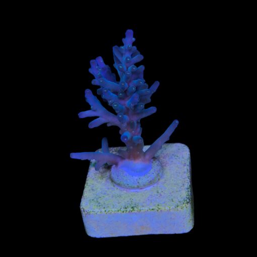 Caroliniana Purple Neon Polyps M