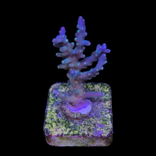 Caroliniana Purple Neon Polyps M