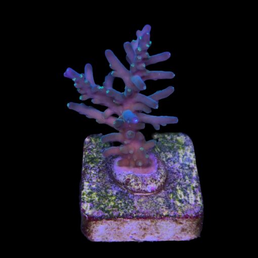 Caroliniana Purple Neon Polyps M