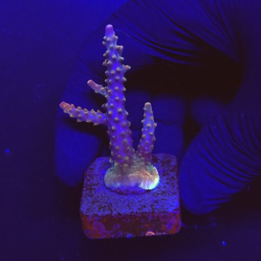 Divaricata Intersterlar M