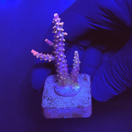 Divaricata Intersterlar M