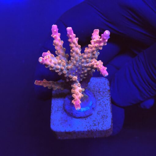 Divaricata Interestelar M
