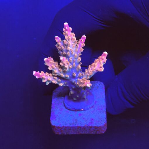 Divaricata Intersterllar M