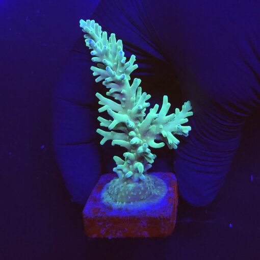 Echinata Green G