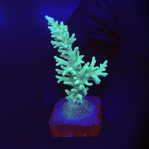 Echinata Green G