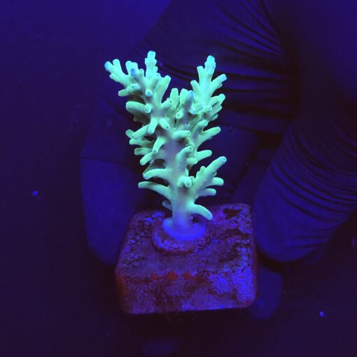 Echinata Green M