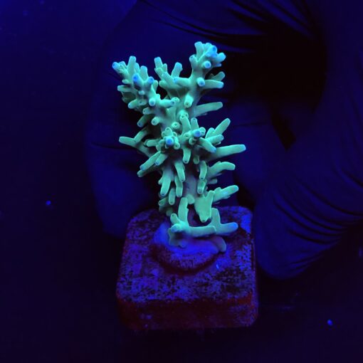 Echinata Green M