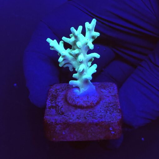 Echinata Green P