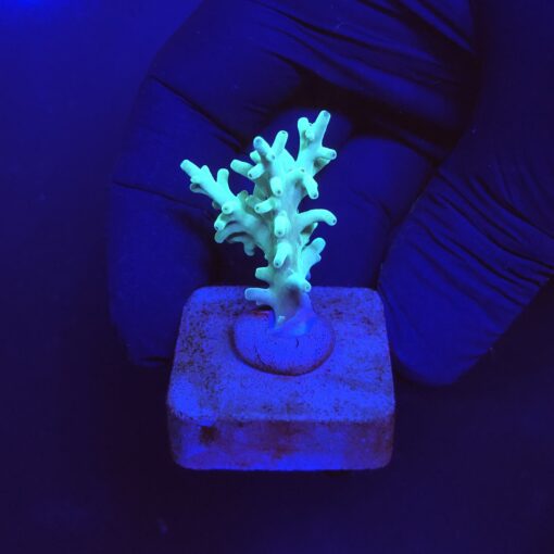 Echinata Green P