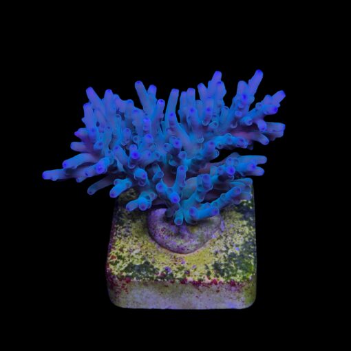 Echinata Hawkins M