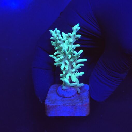 Echinata Green M