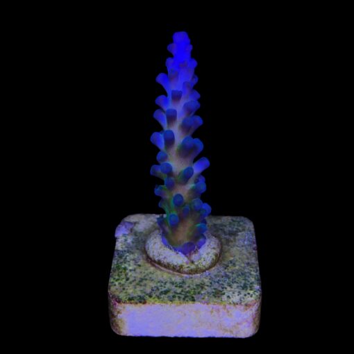 Gomezi Blue M
