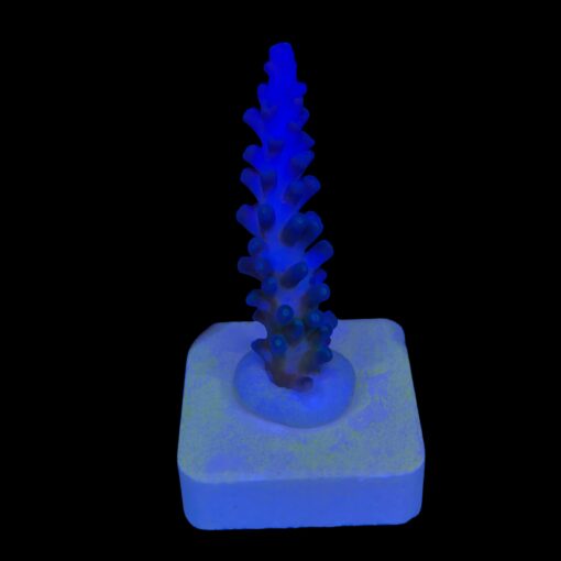 Gomezi Blue M