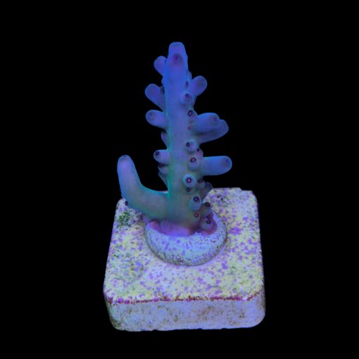 Lokani Purple Monster M