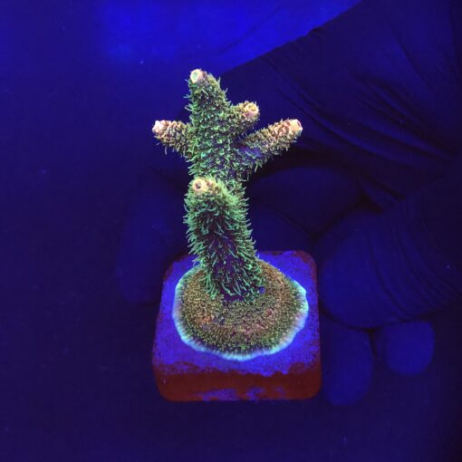 Millepora Blaze M