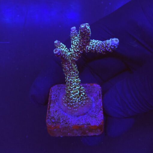 Millepora Blue M