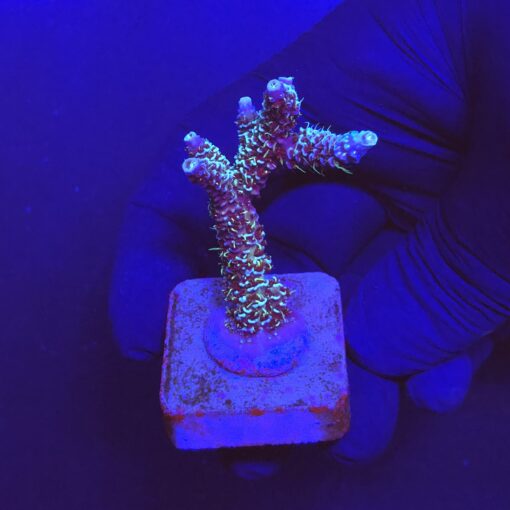 Millepora Blue M