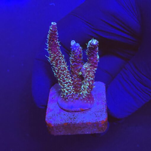 Millepora Blue M
