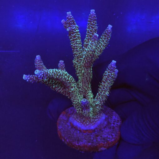 Millepora Blue Mini Colônia