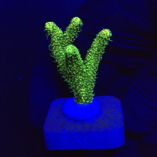 Millepora Eletric Green M