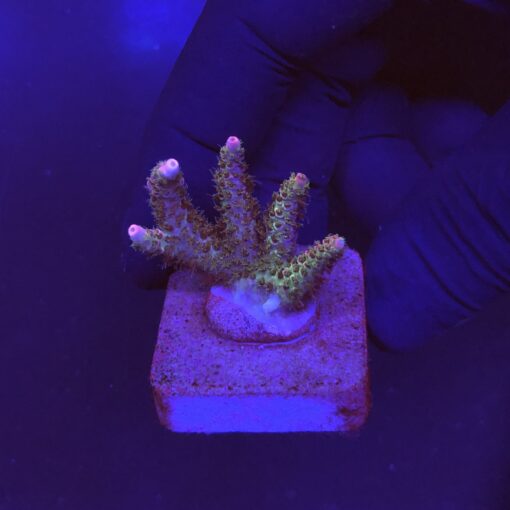 Millepora Magic P