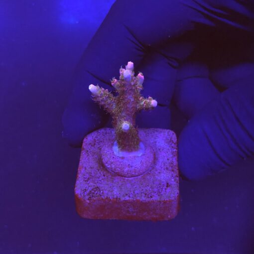 Millepora Magic P