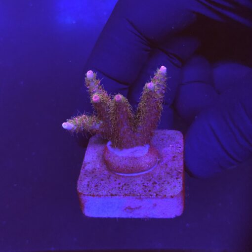 Millepora Magic P
