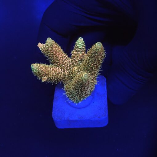 Millepora Orange Yellow Tips G