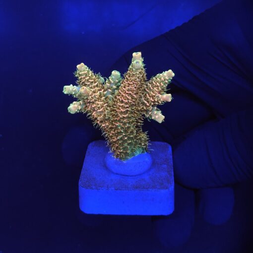Millepora Orange Yellow Tips M