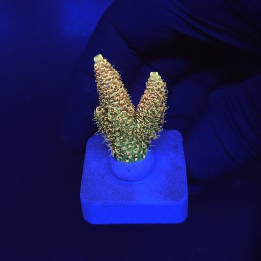 Millepora Orange Yellow Tips M