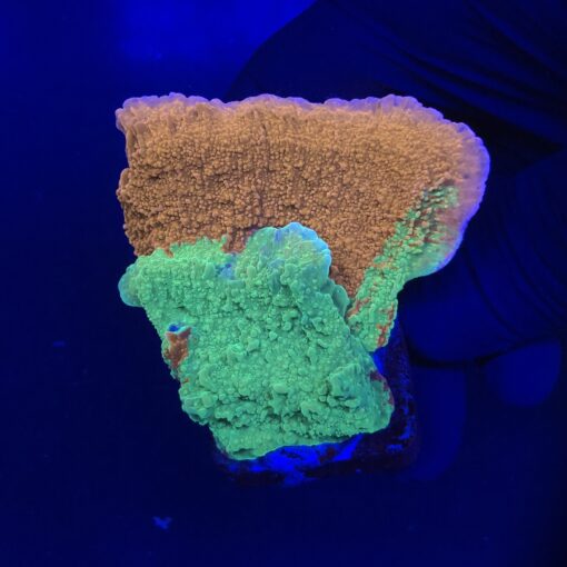 Montipora Capricornio Grafted G