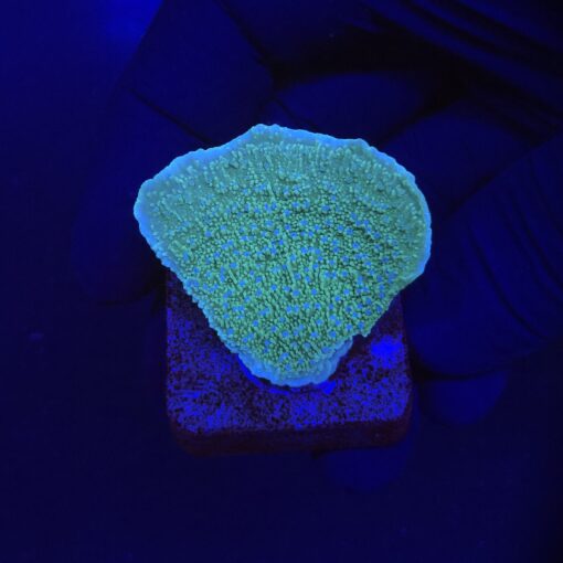 Montipora Capricornio Green Blue Polyps P