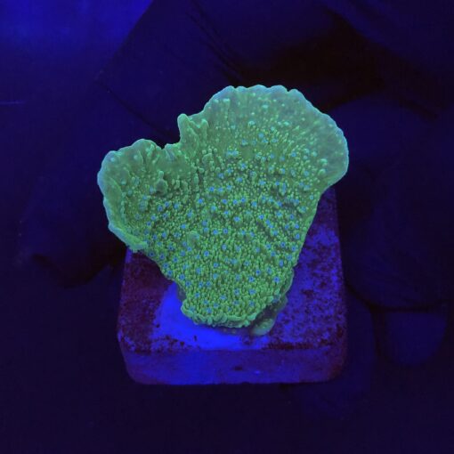 Montipora Capricornio Green Blue Polyps P
