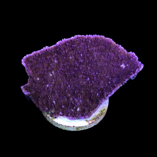 MO123G Montipora Capricornio Purple G