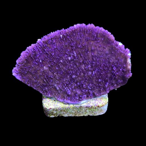 Montipora Capricornio Purple M