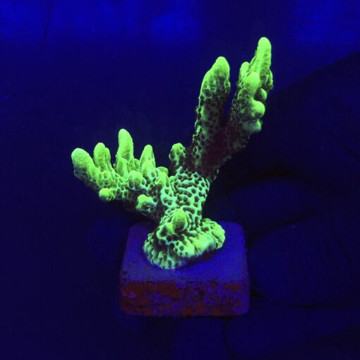 Montipora Confusa Lemon (Spongodes) G