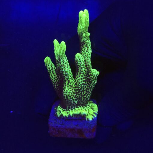 Montipora Confusa Lemon (Spongodes) G