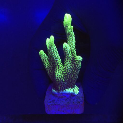 Montipora Confusa Lemon (Spongodes) G