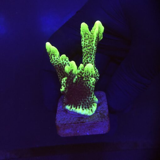 Montipora Confusa Lemon (Spongodes) M
