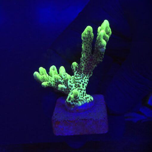Montipora Confusa Lemon (Spongodes) M