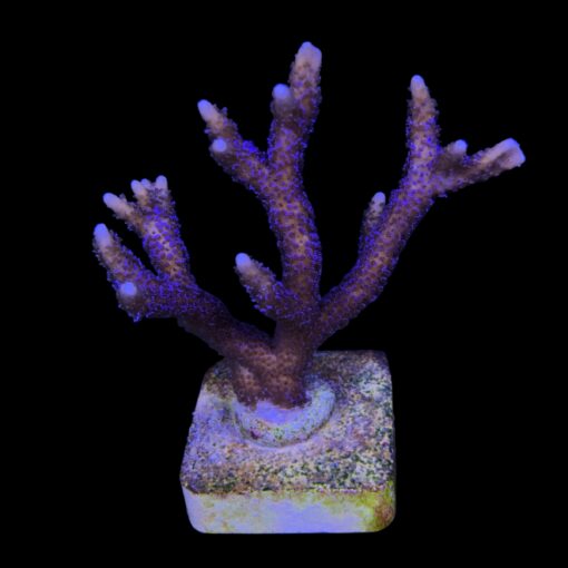 Montipora Digitada Blue German M