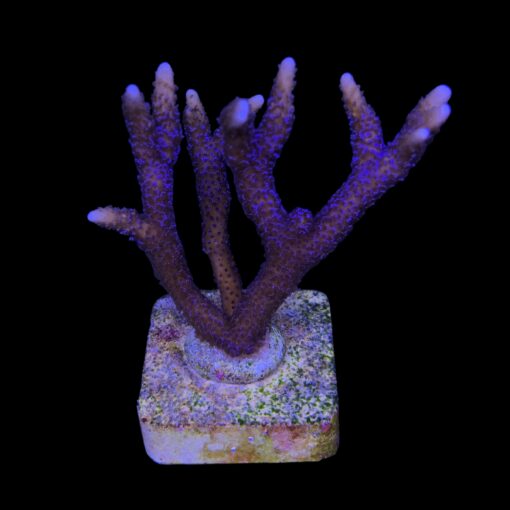 Montipora Digitada Blue German G