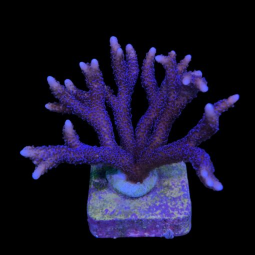 Montipora Digitada Blue German G