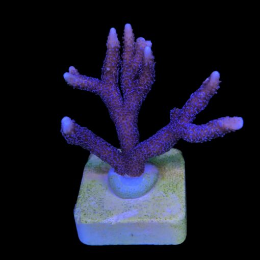 MO128G Montipora Digitada Blue German G