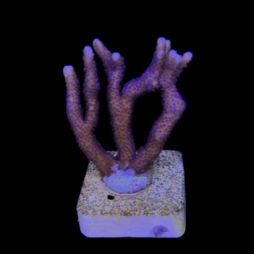 Montipora Digitada Blue German M